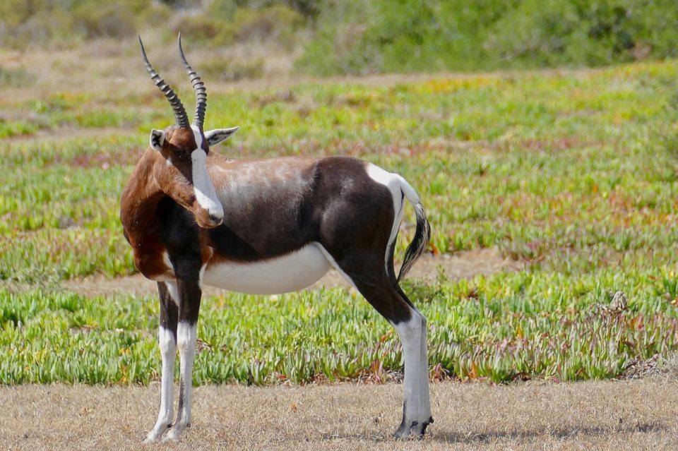 De Hoop: antelope, zebra & birds