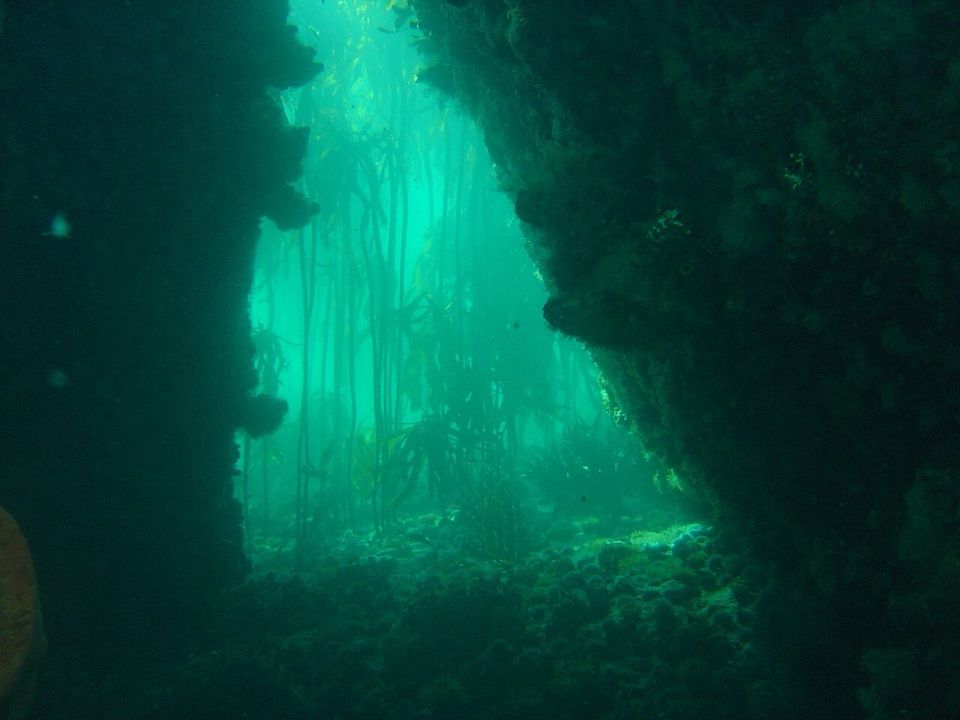 Guided kelp-forest snorkelling