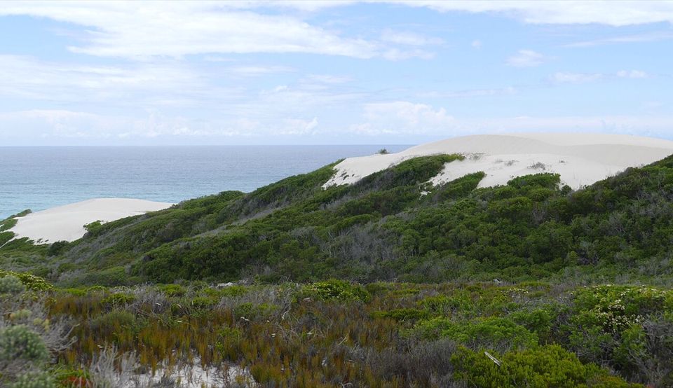 De Hoop dunes & intertidal life